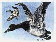 Canvasbacks by Helen Howerton Limited Edition Print