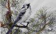 Blue Jay Deceptive by Helen Howerton Limited Edition Print