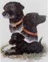 Black Lab Life Cyc by Helen Howerton Limited Edition Print