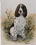Springer Spaniel by Helen Howerton Limited Edition Pricing Art Print
