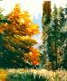 Golden Tree by Betty Russell Gates Limited Edition Print