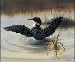 Morning Loon by David Jean Limited Edition Pricing Art Print