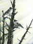 Gray Jays by Tyler Thompson Limited Edition Print