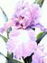 Gracious Lady by Connie Glowacki Limited Edition Print