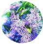 Lilacs Forever Ii by Connie Glowacki Limited Edition Pricing Art Print
