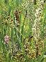 Cattail Fireweed Yello by Robert Bateman Limited Edition Print
