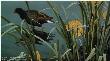 Gallinule Family by Robert Bateman Limited Edition Print