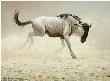 Wildebeest by Robert Bateman Limited Edition Print