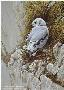 Young Kittiwake by Robert Bateman Limited Edition Pricing Art Print