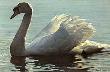 Backlight Mute Swan by Robert Bateman Limited Edition Print