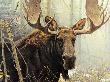 Bull Moose by Robert Bateman Limited Edition Print