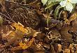 Among Leaves Cottontl by Robert Bateman Limited Edition Pricing Art Print