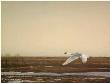 Whistlng Swan Lakeerie by Robert Bateman Limited Edition Pricing Art Print