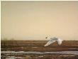 Whistlng Swan Lakeerie by Robert Bateman Limited Edition Print