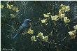 Bluebird & Blssms by Robert Bateman Limited Edition Pricing Art Print