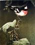 Rose Breasted Grosbeak by Robert Bateman Limited Edition Print