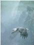 Vigilance by Robert Bateman Limited Edition Pricing Art Print