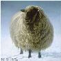 Salt Spring Sheep by Robert Bateman Limited Edition Pricing Art Print