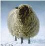 Salt Spring Sheep by Robert Bateman Limited Edition Print