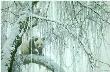 Winter Fil Gian Crystl by Robert Bateman Limited Edition Print