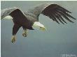 Approach Bald Eag by Robert Bateman Limited Edition Print