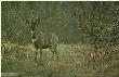 Meru Dusk Kudu by Robert Bateman Limited Edition Pricing Art Print