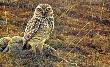 Burrowing Owl by Robert Bateman Limited Edition Print