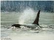 Fluid Power by Robert Bateman Limited Edition Pricing Art Print