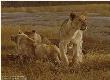 Lions At Dawn by Robert Bateman Limited Edition Print