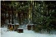 Fox & Beehives by Robert Bateman Limited Edition Print