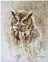 Screech Owl Study by Robert Bateman Limited Edition Print