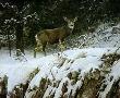 Mule Deer In Snow by Robert Bateman Limited Edition Print