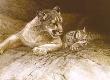 Cougar & Kit by Robert Bateman Limited Edition Pricing Art Print