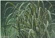 Beachgrass Tree by Robert Bateman Limited Edition Print