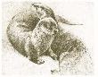 Otter Pair by Robert Bateman Limited Edition Pricing Art Print