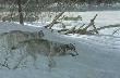 Wolf Pack Moonl by Robert Bateman Limited Edition Print