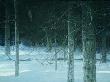 Midnght Blck Wl by Robert Bateman Limited Edition Print