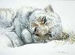 Snowy Nap by Robert Bateman Limited Edition Pricing Art Print
