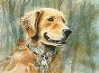 Golden Retriever by Les Jr Mcdonald Limited Edition Print