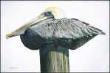 Pelican Perch by Les Jr Mcdonald Limited Edition Print