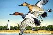 Canvasbacks by Les Jr Mcdonald Limited Edition Print