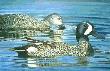 Blue Wing Teal by Les Jr Mcdonald Limited Edition Print