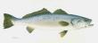Speckled Trout by Les Jr Mcdonald Limited Edition Print
