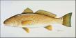 Redfish by Les Jr Mcdonald Limited Edition Pricing Art Print