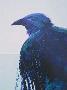 Raven Study 2 by J Nelson Limited Edition Print