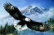 Anthem Amer Bald Eagle by James A Meger Limited Edition Print