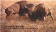 Battling Bulls by Robert (B Scott) Cederstrand Limited Edition Pricing Art Print
