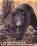 Ominous Ursus by Robert (B Scott) Cederstrand Limited Edition Print