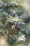 Winter Gem Nuthatch by Rosemary Millette Limited Edition Print