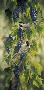 Vineyard Chickadees by Rosemary Millette Limited Edition Print